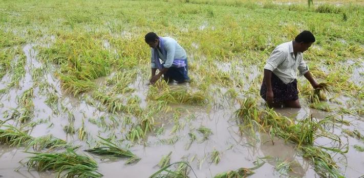 महाराष्ट्र के बीड जिले में लगातार 5 दिन से हो रही बरसात से किसानों का भारी नुकसान, रेड अलर्ट जारी