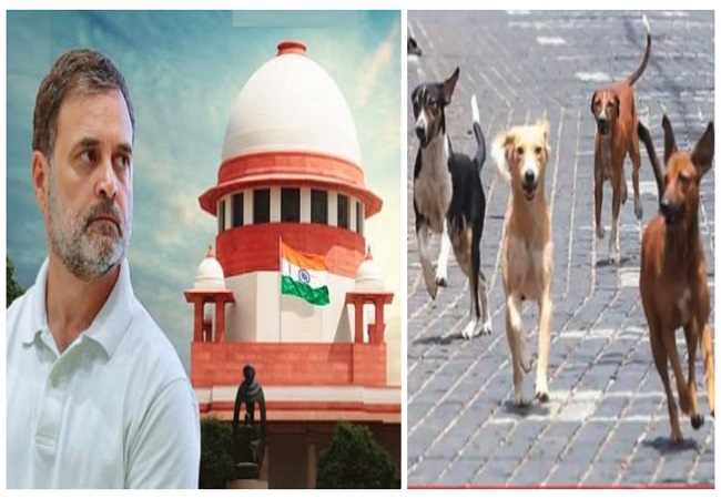 राहुल गांधी, बोले-दिल्ली-एनसीआर से आवारा कुत्तों को हटाना क्रूर, अदूरदर्शी और हमारी करुणा को खत्म करने वाला