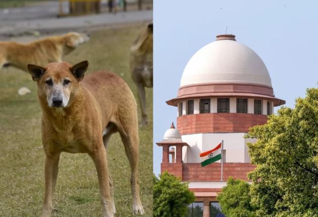 आवार कुत्तों को पकड़कर उन्हें आश्रय गृह में रखा जाए, अगर कोई इसमें लगाता है रोक तो उस पर भी हो कार्रवाई…सुप्रीम कोर्ट का सख्त निर्देश