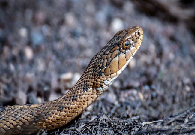 दादी की जान बचाने के लिए पोते ने मौत को लगाया गले