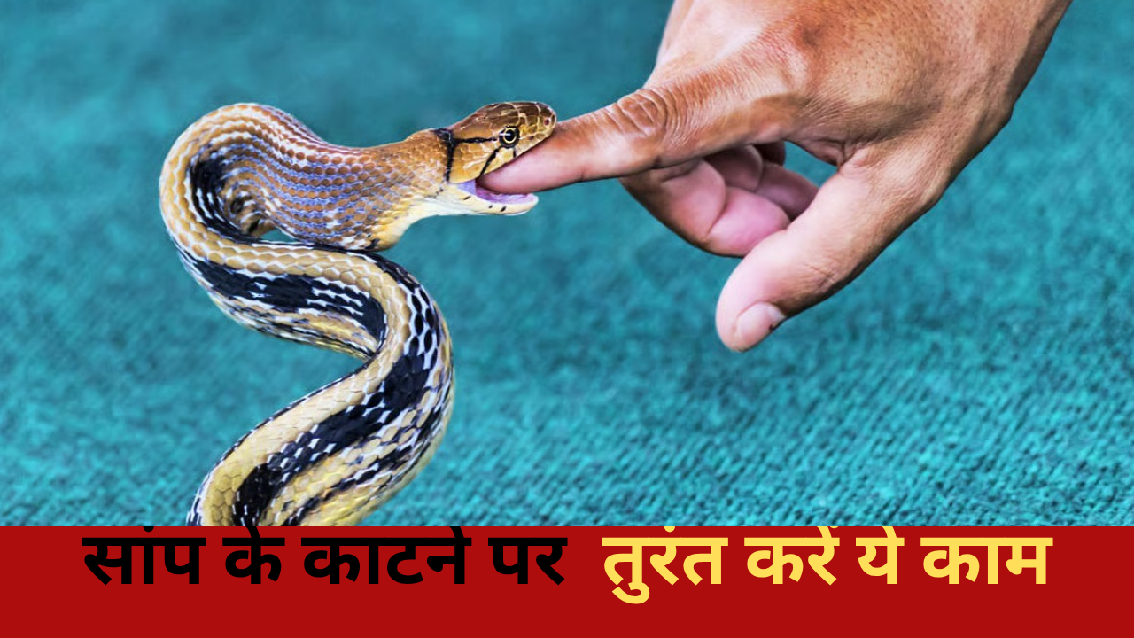 First Aid For Snake Bite: सांप के काटने पर तुरंत करें ये काम , इस तरीके से शरीर में जहर फैलने से रोक सकते हैं