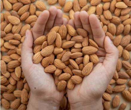 Almonds in winter : सर्दियों में बादाम के पोषक तत्व स्वास्थ्य के लिए फायदेमंद , त्वचा को करता है मॉइस्चराइज