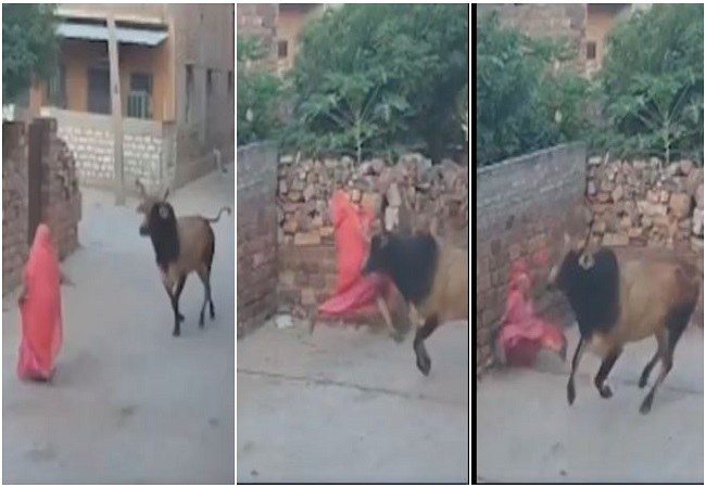 Bull Attack : गाय को रोटी खिलाने निकली महिला पर सांड ने किया जानलेवा हमला, Video देख कांप जाएगी आपकी रूह