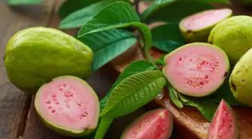 Guava intake : अमरूद का सेवन इन लोगों को नहीं करना चाहिए  ,  लेने के देने भी पड़ सकते हैं