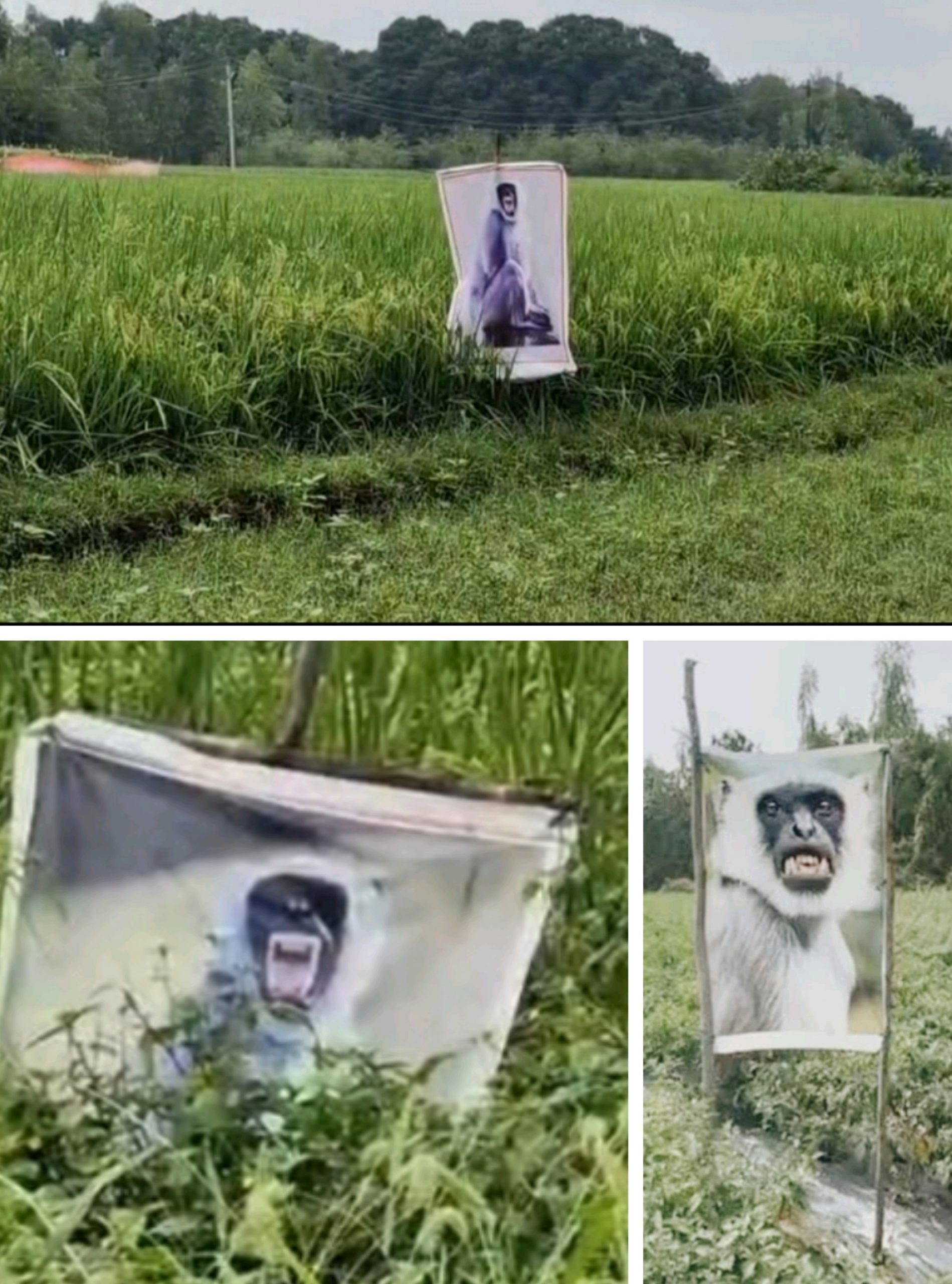 मुरादाबाद के कुंदरकी ब्लॉक के किसान अपने खेतो में क्यों लगा रखी हैं लंगूर की बड़ी बड़ी तस्वीर?