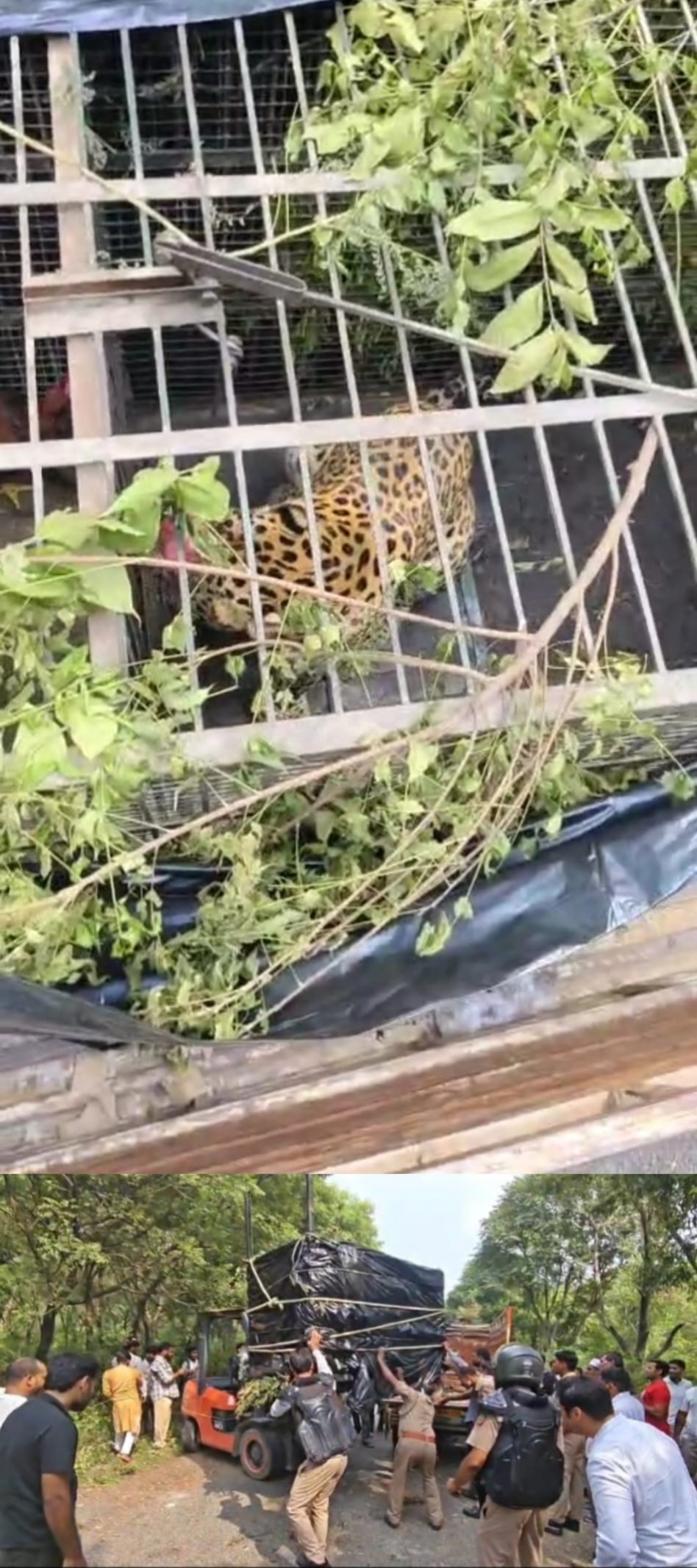 ग्रोथ सेंटर के जंगलों में तेंदुआ पकड़ा गया, वन विभाग ने किया रेस्क्यू पिछले कई महीनो से था तेंदुए का आतंक