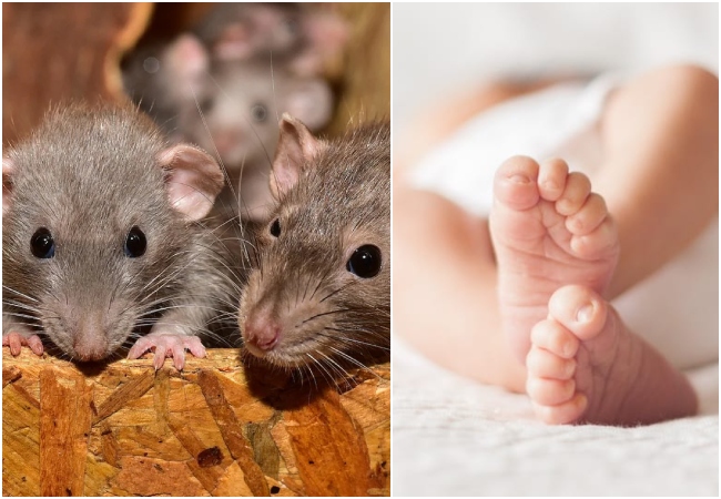 Indore: महाराजा यशवंतराव चिकित्सालय में चूहों ने दो नवजात शिशुओं को कुतरा, जांच के आदेश