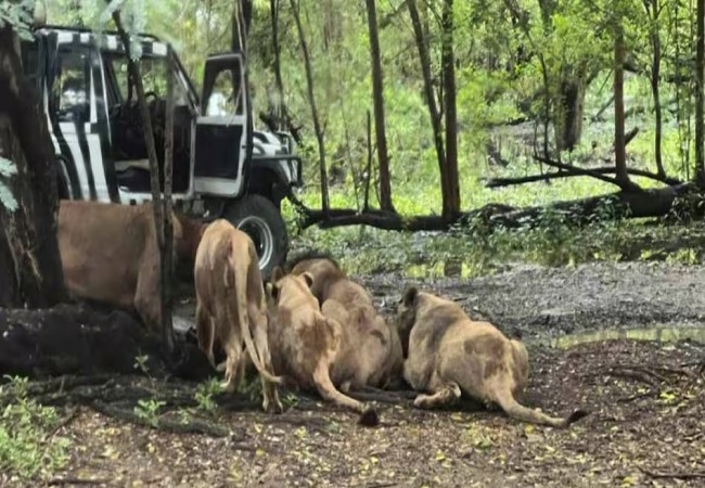 चिड़ियाघर में अचानक से कीपर पर टूट पड़े शेर, खौफनाक दृश्य को देख दहल गए पर्यटक