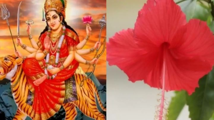 Navratri 2025 : नवरात्रि में देवी दुर्गा अर्पित किए जाने वाले ये फूल शक्ति और सौंदर्य का प्रतीक , धन और समृद्धि बरसाते हैं