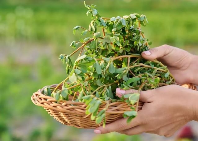 Jitiya Vrat 2025  :  नोनी का पौष्टिक पत्तेदार साग फाइबर से भरपूर होता , जितिया व्रत पर बनाकर खाती हैं माताएं