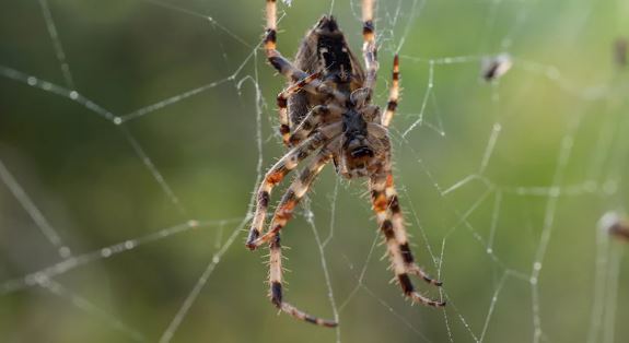 Spider removal tips : इस  स्प्रे से घर में लगी मकड़ियों का जालों का हो सकता है सफाया , आप भी आजमाएं