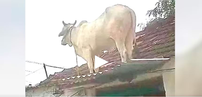 Video : आवारा कुत्तों से बचने के लिए भागते हुए छत पर चढ़ गया सांड…नीचे उतारने में लोगों के छूटे पसीने