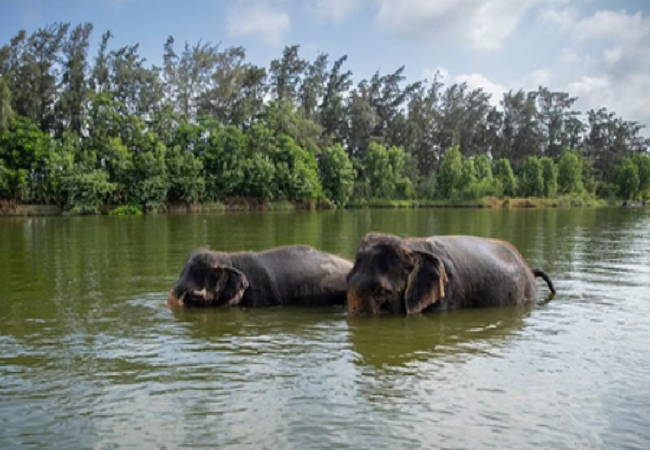 Vantara : वंतारा को मिली क्लीन चिट, सुप्रीम कोर्ट की समिति ने कहा- नियमों का हो रहा पूरा पालन