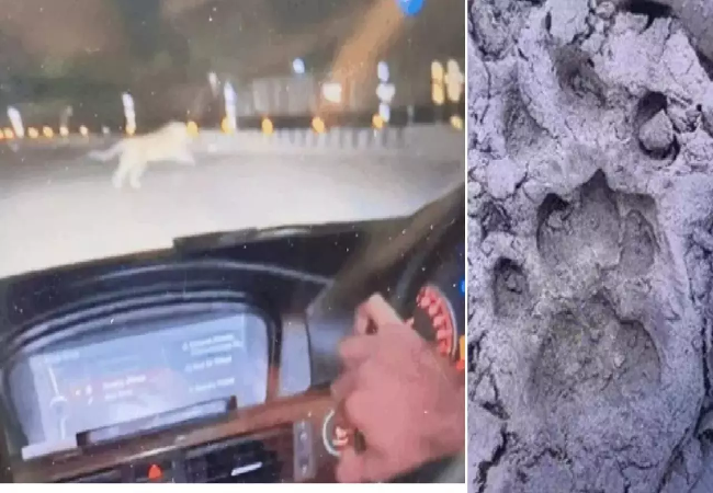 Lucknow News: राजधानी की सड़कों पर दिखा तेंदुआ… 5 लाख आबादी हुए सन्न ! वन विभाग की तलाशी शुरू