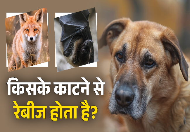 World Rabies Day 2025: केवल कुत्ते ही नहीं, इन जानवरों के काटने से भी फैल सकता है रेबीज , जाने बचने का उपाय