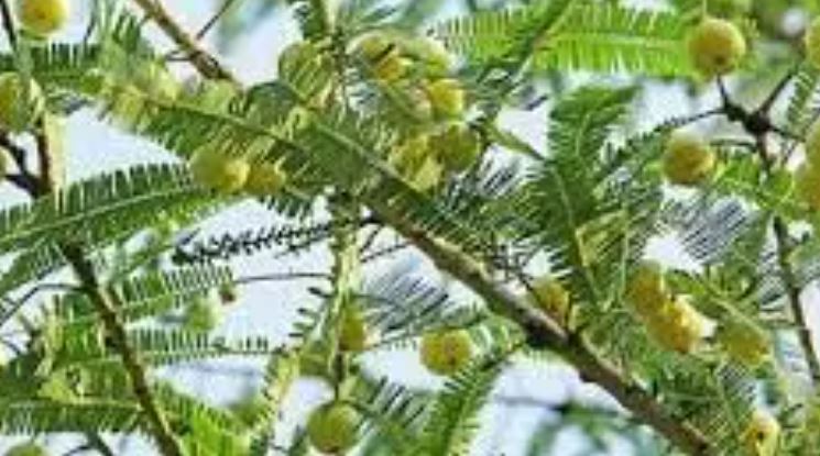 Akshaya Navami 2025 : अक्षय नवमी के दिन आंवले के पेड़ में दूध और शुद्ध जल करें अर्पित , जानें कब मनाया जाएगा