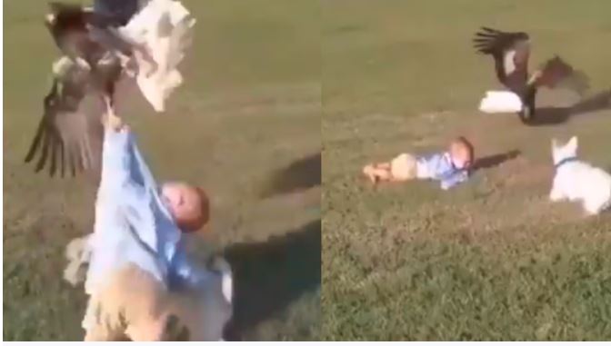 Video : खेलते बच्चे को पंजे में दबाकर भागने लगा बाज, जान पर खेलकर कुत्ते ने बचाई जान
