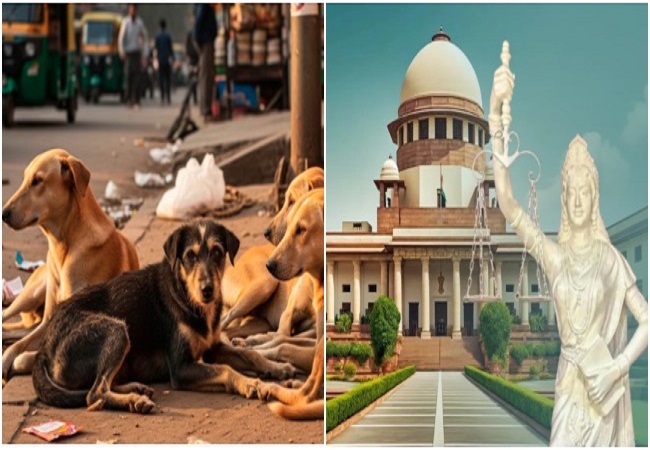 Stray Dogs Case : सॉलिसिटर जनरल की अपील पर भड़का सुप्रीम कोर्ट, कहा-तीन नवंबर को सभी मुख्य सचिव सशरीर पेश हों