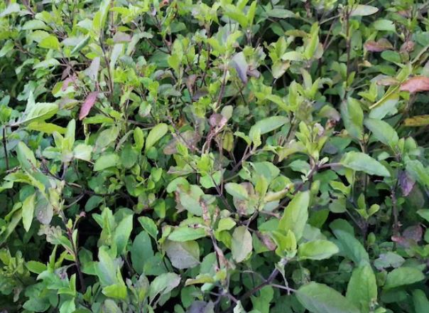 Kartik Maas 2025 Tulsi Puja : कार्तिक मास में सुबह-शाम करें तुलसी पूजन , बनी रहती है सौभाग्य और आरोग्यता