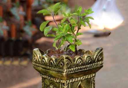 Utpanna Ekadashi 2025 : उत्पन्ना एकादशी पर करें तुलसी से जुड़े ये खास उपाय , तिजोरी भर देंगी मां लक्ष्मी