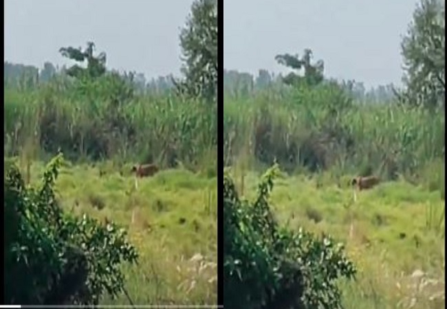 VIDEO : बहराइच में बाघ के हमले में महिला गंभीर रूप से घायल, मेडिकल कॉलेज रेफर, एक घंटे तक दहाड़ता रहा आदमखोर