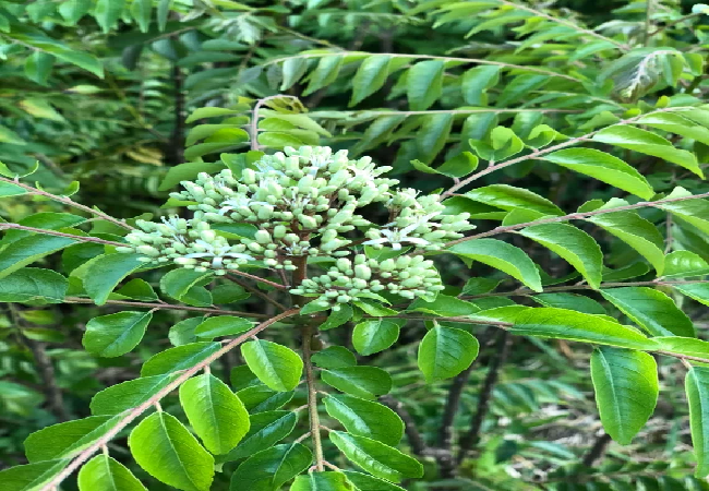 Health Tips: कढ़ी पत्ती में छिपा है सेहत का अनेक राज , सुबह खाली पेट खाएं 8-10 पत्ते