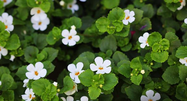 Brahmi Herb : ब्राह्मी इम्यून सिस्टम को मजबूत करने में करती है मदद , जानें सौंदर्य के लिए जड़ी बूटी के लाभ