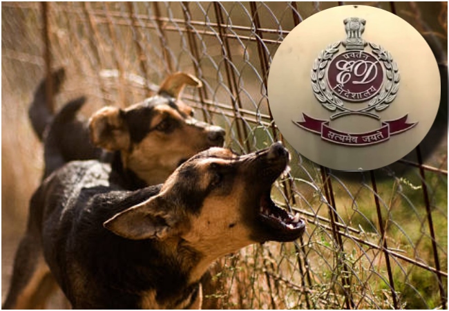 छापेमारी करने पहुंची थी ईडी की टीम, कोयला व्यापारी ने बचने की लिए छोड़ दिये पालतू कुत्ते