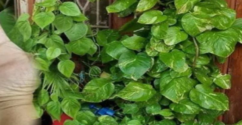 Vastu Upay : मनी प्लांट सौभाग्य और सकारात्मक ऊर्जा का प्रतीक , सही दिशा में लगाने से खुलते है तरक्की के रास्ते