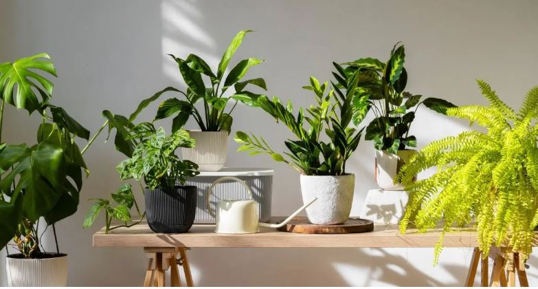 Plants Vastu Tips : घर के मुख्य द्वार पर जरूर लगाने चाहिए ये पौधे, मां लक्ष्मी धन से भर देंगी घर 