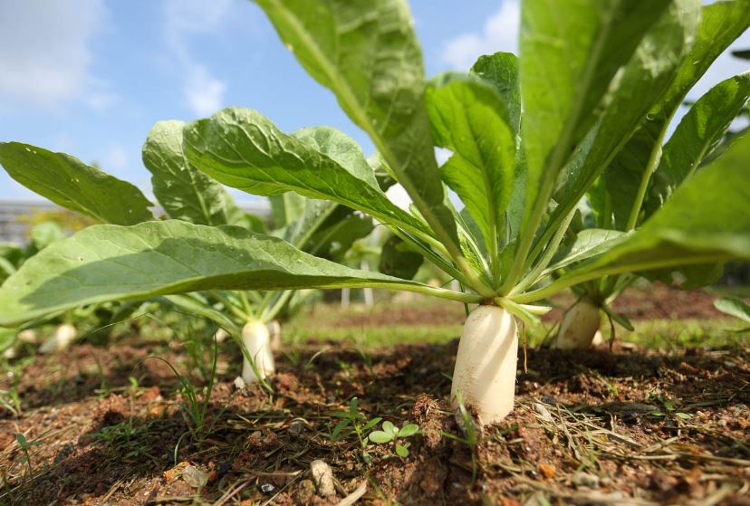 Radish Benefits : औषधीय गुणों का खजाना है मूली , जानें फायदे और सेवन करने का सही तरीका