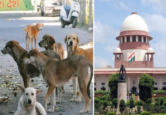 आवारा कुत्ते को लेकर सुप्रीम कोर्ट ने दिया सख्त आदेश, रेलवे स्टेशनों, अस्पतालों समेत सार्वजनिक स्थलों से हटाये जाएंगे street Dogs