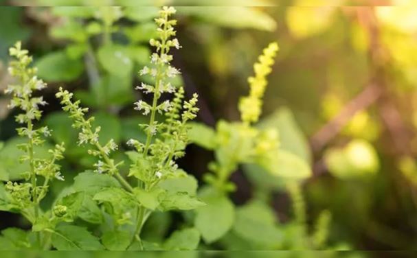 Winter Tulsi Plant Prevent : सर्दियों में ये उपाय करके तुलसी को सूखने से बचाएं , करने होंगे आसान काम
