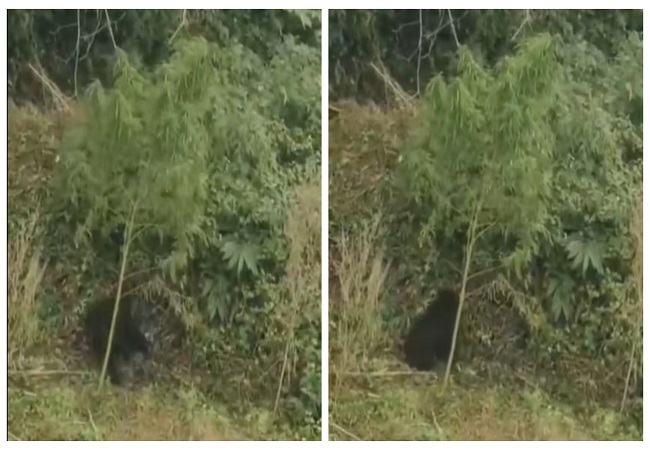 VIDEO: भालू ने गलती से जंगल में खाया भांग का पत्ता, नशे में धुत होकर मचाया हुड़दंग, वीडियो देख हैरान हुए लोग