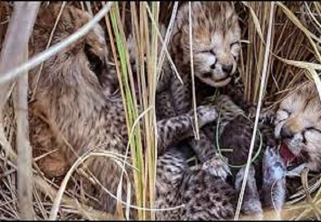 भारत में पहली बार जन्मी मादा चीता ने पांच शावकों को दिया जन्म, सीएम मोहन यादव ने बताया ऐतिहासिक उप​लब्धि