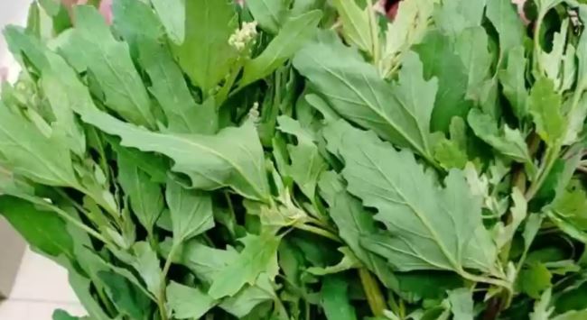 Bathua in winter : सर्दियों में बथुआ के पत्ते फिटनेस की गारंटी है , जानें खाने के तरीके