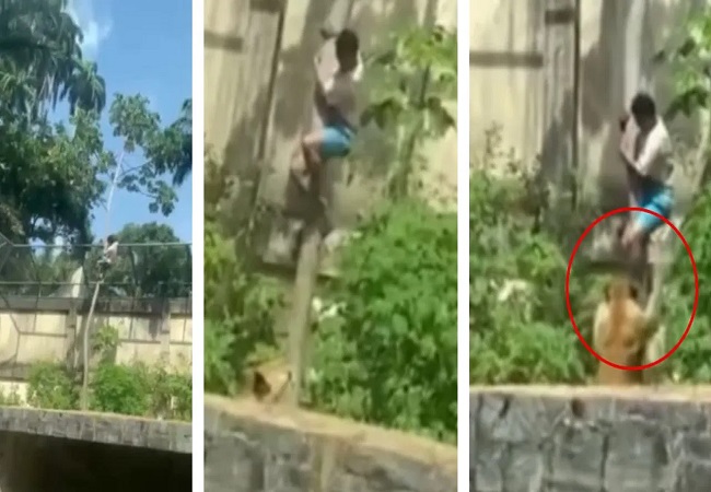 Death Live Stunt : चिड़ियाघर के बाड़े में कूदा युवक, शेरनी का पल भर में बन गया निवाला, देखें दिल दहला देने वाला वीडियो