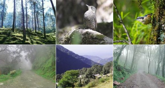 Kilbury Bird Sanctuary : पक्षी प्रेमियों के लिए उत्तराखंड की ये जगहें हैं खास, बर्ड लवर्स के लिए है खास, यहां देखने को मिलते हैं दुर्लभ परिन्दे