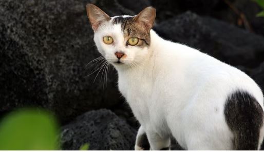 New Zealand wild cats : जंगली बिल्लियों के जान की दुश्मन बनी न्यूजीलैंड सरकार, सुनाया ये फरमान