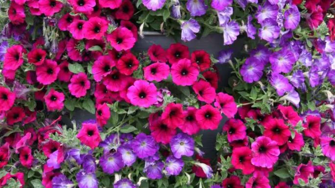 Garden Colorful Flowers :  दिसंबर में लगा दिए ये पौधे तो जनवरी में गार्डन होगा रंग-बिरंगे फूलों से सजा , जानें देखभाल  का तरीका