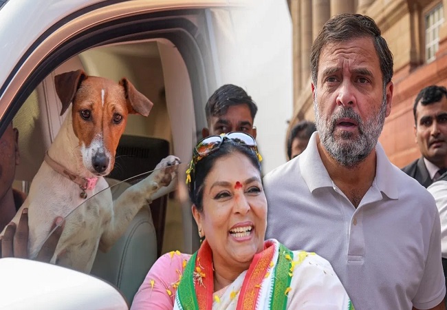 देश में कुत्ता कोई टॉपिक ही नहीं है, इसके अलावा कई और गंभीर मुद्दे हैं जिन पर सरकार को करनी चाहिए बात : राहुल गांधी