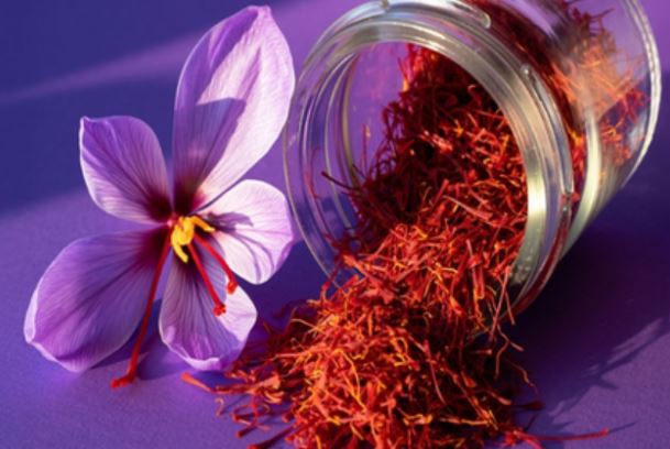 Winter Health Saffron :  सर्दियों में केसर दिमाग के लिए एक बेहतरीन टॉनिक , सेवन से मिलेंगे कई लाभ