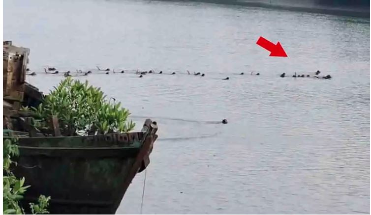 Video-मौत सामने फिर भी नहीं छोड़ा साथ, एक साथी को बचाने नदी में कूदा बंदरों का झुंड, मनुष्य की तुलना में जानवर होते हैं बेहतर दोस्त