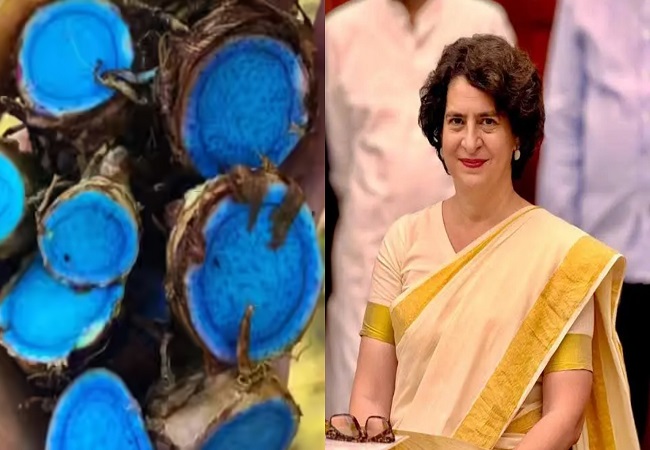 Blue Turmeric Benefits : नीली हल्दी खाती हैं प्रियंका गांधी, आपको भी चौंका देंगे इसके फायदे