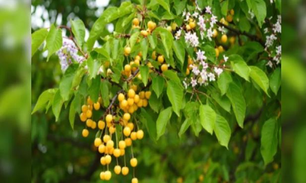 Bakayan Benefits : ये औषधि बॉडी को अंदर से साफ करके रोगों को दूर करती है , जानें फायदे