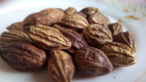 Harad in Ayurveda : आयुर्वेद में हरड़ को कहा जाता है अमृत, शरीर का 'स्मार्ट मैकेनिक' है