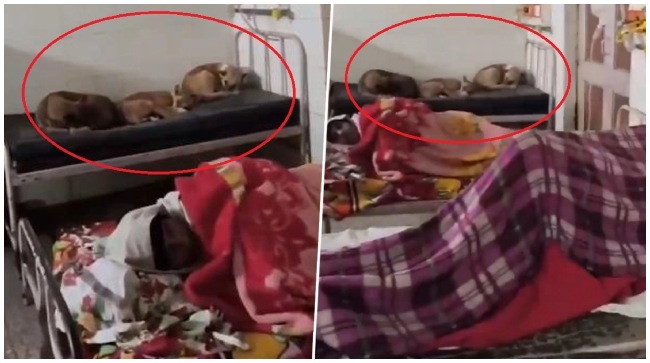 अब गोंडा के मेडिकल कॉलेज के वार्ड में बेड पर सोते दिखे आवारा कुत्ते, डीएम ने जारी की चेतावनी