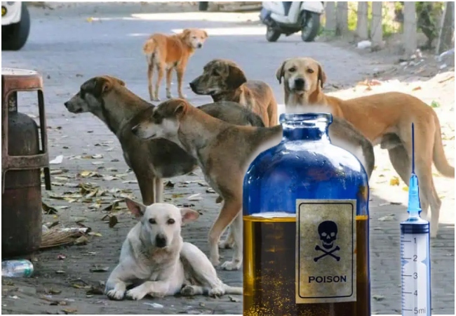 100 आवारा कुत्तों को ज़हरीले इंजेक्शन देकर मारा, 18000 रुपये में हायर किए थे हत्यारे
