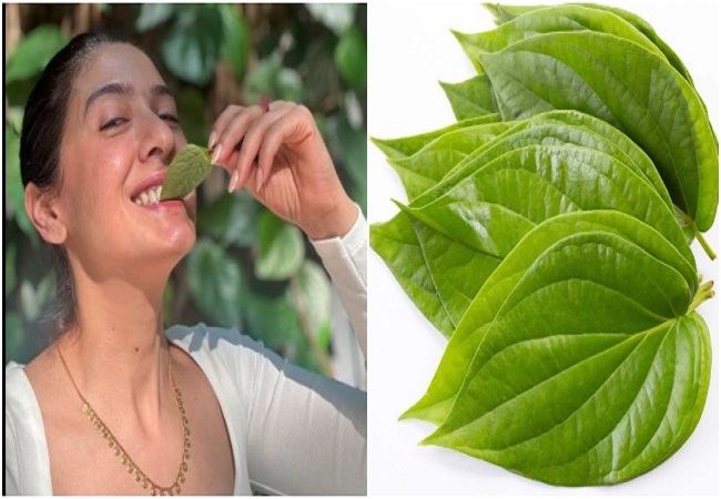पान का पत्ता एंटीऑक्सीडेंट से होता भरपूर,आपकी बॉडी को एक साथ मिलते हैं कई लाभ