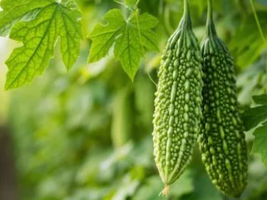 Bitter gourd : करेले को घर का डॉक्टर कहा जाता है,रोग प्रतिरोधक क्षमता बढ़ाने में रामबाण